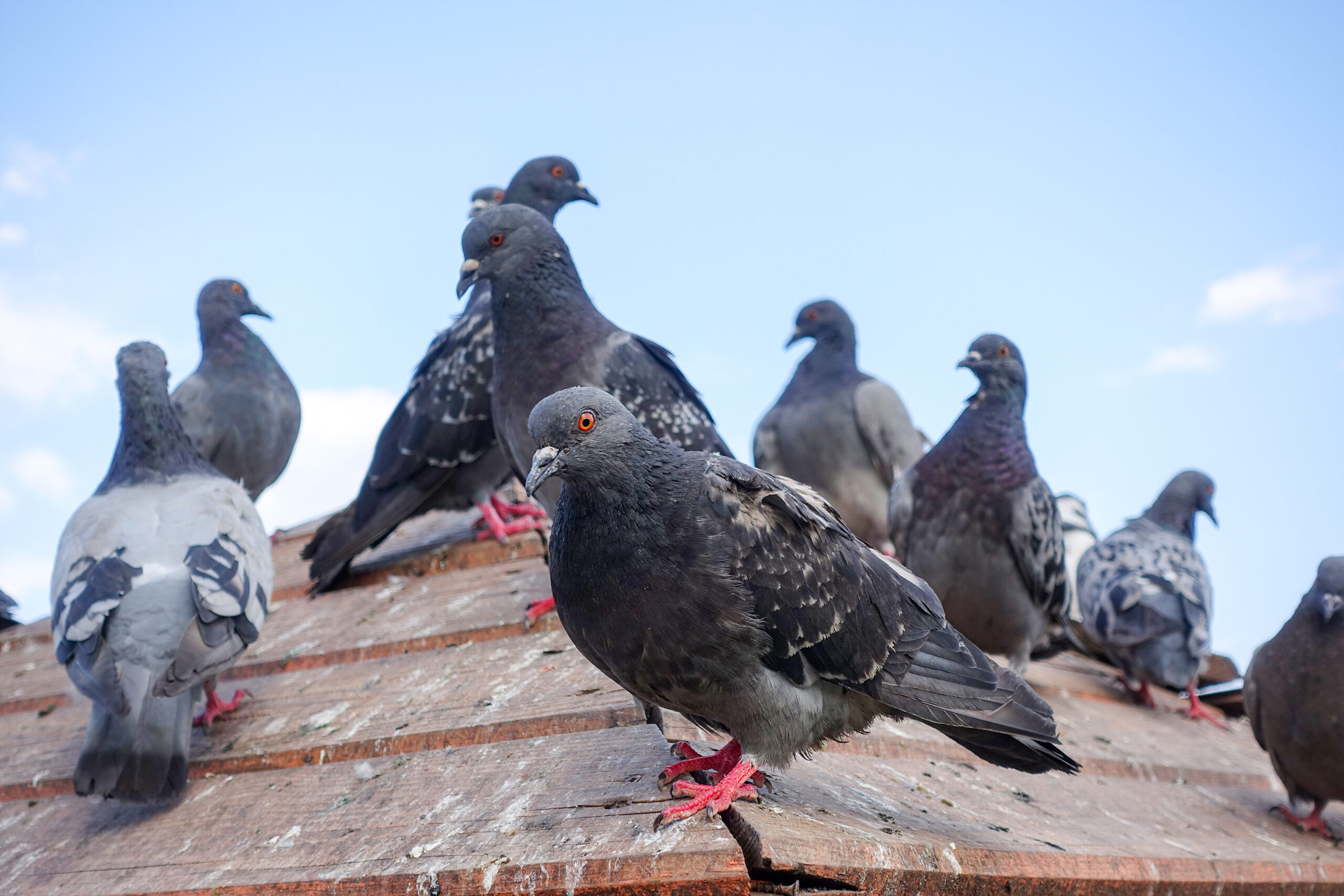 pigeon rooftop